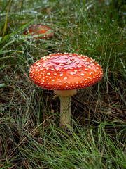Close-up of a big red toadstool mushroom (Amanita muscaria) growing on the grass.
