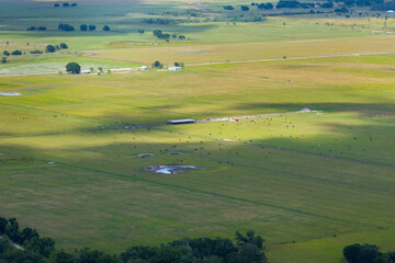 Free range milk cows grazing on farm pasture. Feeding of cattle on farmland grassland