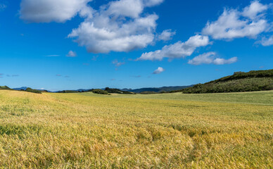 an expansive golden grain field undulating with the wind, set against a backdrop of rolling hills and a clear blue sky with scattered clouds.