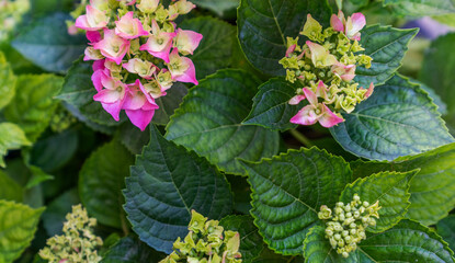 the dynamic stages of a hydrangea bloom cycle, with clusters of pink flowers in varying degrees of bloom set against a backdrop of green, textured leaves, evoking a lush, mid-summer garden scene