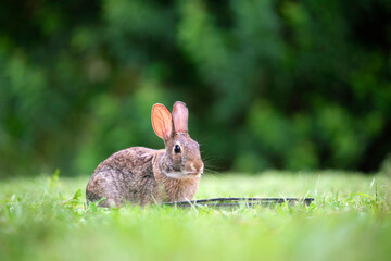Grey small hare eating grass on summer field. Wild rabbit in nature