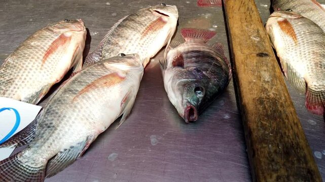 Fresh tilapia fish are gasping for air while laying on a metal table, waiting to be sold at a market