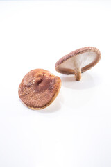 Lentinula edodes Fungi composition