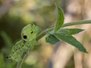 caterpillar on leaf