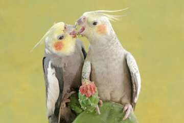 A pair of Australian parakeets foraging on wild cactus flowers. This hook-billed bird has the scientific name Nymphicus hollandicus.
