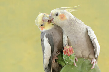 A pair of Australian parakeets foraging on wild cactus flowers. This hook-billed bird has the scientific name Nymphicus hollandicus.