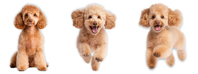 Obraz premium Playful Brown Poodle Dog Posing in Different Actions Sitting Jumping and Running