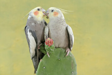 A pair of Australian parakeets foraging on wild cactus flowers. This hook-billed bird has the...