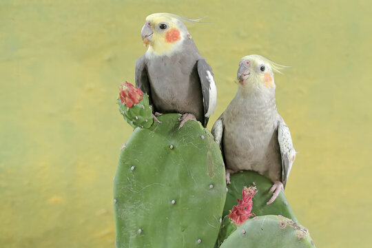 A pair of Australian parakeets foraging on wild cactus flowers. This hook-billed bird has the scientific name Nymphicus hollandicus.