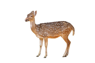 Spotted deer isolated on transparent background png file