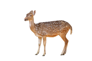 Spotted deer isolated on transparent background png file