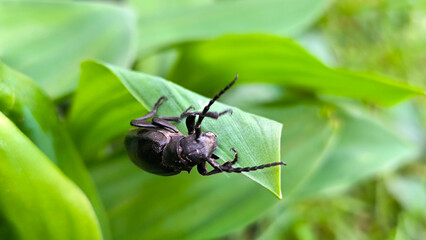 Fototapeta premium great capricorn beetle, Cerambyx cerdo , sitting on the green leaves
