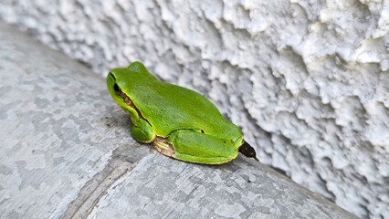 European tree frog sitting on the wall