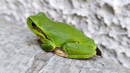 European tree frog sitting on the wall