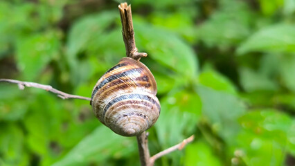 snail hidden in the shell on the small branch