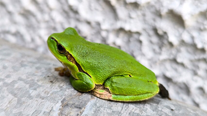 European tree frog sitting on the wall