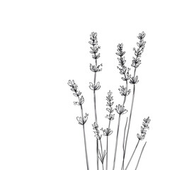 Fototapeta premium modern 2D doodle cartoon flower concept with open space for text, featuring whimsical floral and leafy elements on crisp white backgrounds.