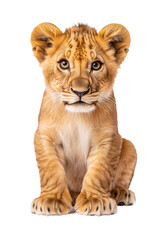 Obraz premium Charming Lion Cub Portrait isolated on white or transparent background, png clipart, design element