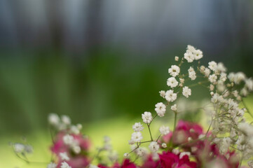 Gypsophila flowers in the garden with blurred background