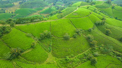 Aerial view of Long Coc tea hills, Phu Tho province, Vietnam. Beautiful green tea plantation in Vietnam. Nature background. Travel and agriculture concept.