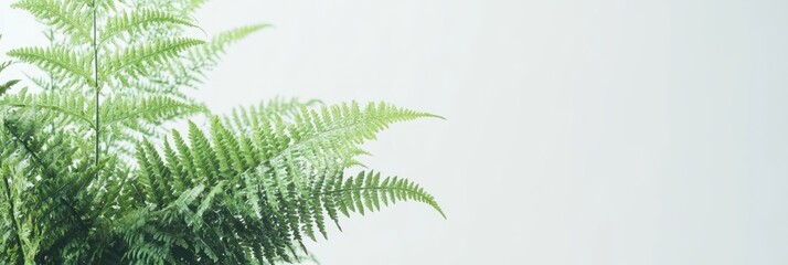 Obraz premium A close-up of lush green fern leaves against a light background.