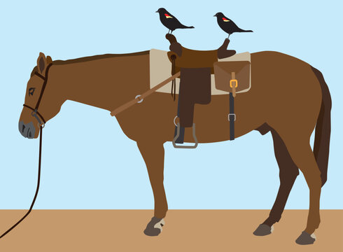 Birds Ready to Ride