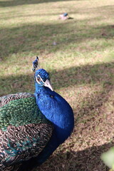 peacock in the park