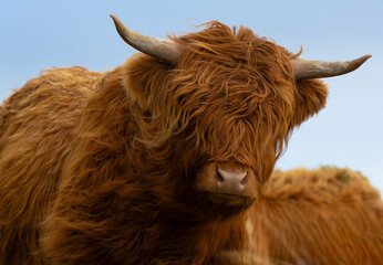 Close up of a  Highland Cow