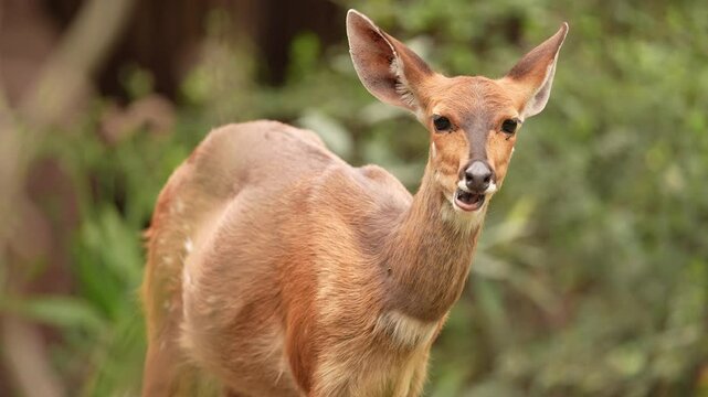 Female Cape bushbuck (Tragelaphus sylvaticus), also known as imbabala is a common, medium-sized bushland-dwelling, and a widespread species of antelope in sub-Saharan Africa. Slow motion, 25 percent