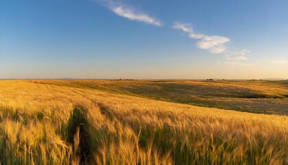 Fototapeta premium Golden Fields of Wheat Swaying Gently in the Wind, Stretched Across a Vast Plain Under a Brilliant Blue Sky, With the Warm Sun Casting a Soft Glow Over the Horizon