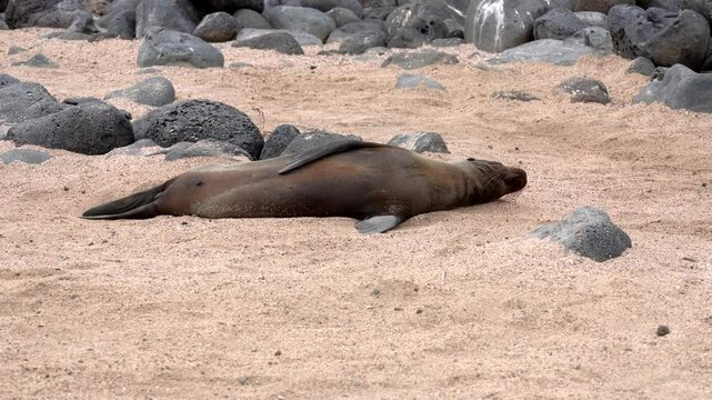 Galapagos sea lion lies on a sandy beach, playfully waving one flipper while enjoying the sun and relaxing