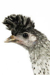 Poule Appelzeloise huppée