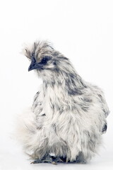 Poule Nègre soie