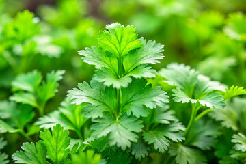 Fototapeta premium Green coriander or cilantro leaves plant, isolated on natural background