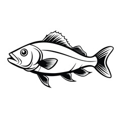 sea bass fish design, labeled line art vector silhouette illustration.