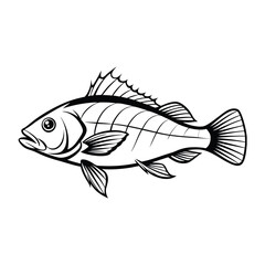 sea bass fish design, labeled line art vector silhouette illustration.