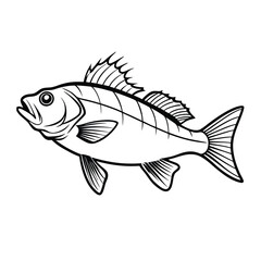 sea bass fish design, labeled line art vector silhouette illustration.