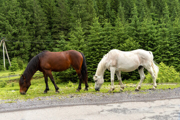 Fototapeta premium Wild horses amoung high trees in the mountains