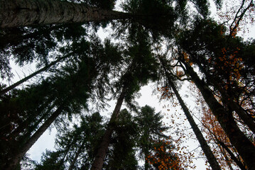 Overhead photo capturing the texture and depth of a shadowy pine forest.