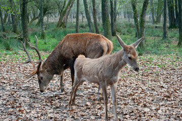 A close-up of a red deer in the forest, showcasing its elegance and natural habitat.