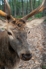 A powerful red deer with big antlers, blending beautifully with its natural forest habitat.