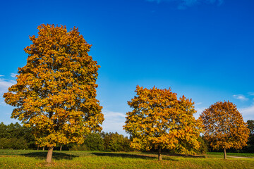 A very beautiful golden colored deciduous tree against a blue sky in Upper Franconia