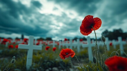 Obraz premium Red poppies bloom in a field of white crosses against a dramatic stormy sky.