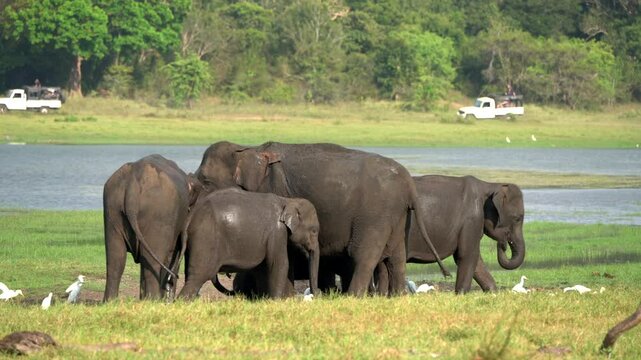 Family of elephants enjoys a mud bath in a serene lake, showcasing their playful nature in sri lanka's wilderness