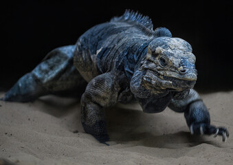 A close up of a Mona ground iguana © ambquinn