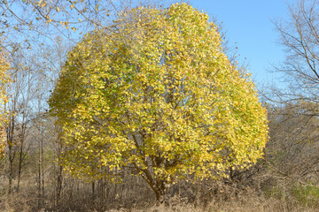 isolated maple tree in autumn