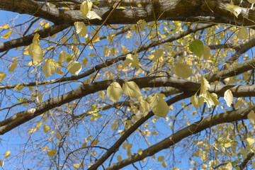 glancing up at branches with yellow foliage on a crisp autumn afternoon in the city