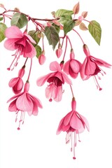 Fototapeta premium Hand-drawn Watercolor Fuchsia Blossoms in Bright Pink Spring Garden Illustration