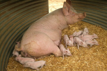 Elevage de cochon "large white" Sarthe France