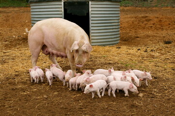 Elevage de cochon "large white" Sarthe France